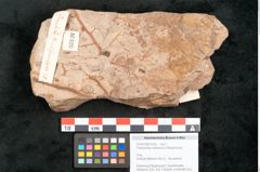 Foto (Objekt + Etikett) von Podozamites malvernicus Ettingshausen (NHMW-GEO-2024-0188-10326)